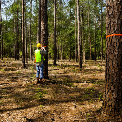 Tree Surveyance
